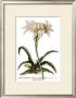Lilo Narcissus by Georg Dionysius Ehret Limited Edition Pricing Art Print
