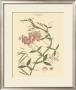 Blushing Pink Florals Vi by John Miller (Johann Sebastien Mueller) Limited Edition Pricing Art Print