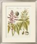 Yellow Buckeye by Bertuch Limited Edition Pricing Art Print