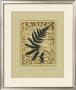 Garden Fern by Betsy Bauer Limited Edition Print