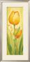 Tulipano Giallo by Annabella Baretti Limited Edition Pricing Art Print