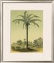 Astrocaryum Palm by Ch. Lemaire Limited Edition Print