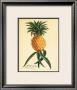 Ho'okipa by Georg Dionysius Ehret Limited Edition Print