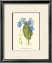 Periwinkle Blooms Ii by Samuel Curtis Limited Edition Pricing Art Print