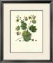 Nature's Way Vi by Charles Francois Sellier Limited Edition Print