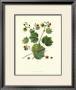 Nature's Way Vi by Charles Francois Sellier Limited Edition Pricing Art Print