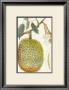 Crackled Indonesian Fruits Iv by Berthe Hoola Van Nooten Limited Edition Print