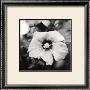 Hibiscus by Dana Buckley Limited Edition Print