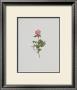 Wild Rose by Moritz Michael Daffinger Limited Edition Pricing Art Print