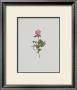 Wild Rose by Moritz Michael Daffinger Limited Edition Print