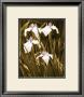 Spring Blossoms Ii by Boyce Watt Limited Edition Print