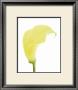 Yellow Calla Lily by George Fossey Limited Edition Print