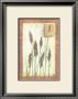 Green Grasses by Tina Chaden Limited Edition Print