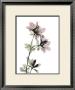 Azalea by Acee Limited Edition Pricing Art Print