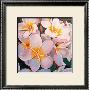 Frangipani Delight by John Birch Limited Edition Pricing Art Print