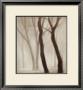 Forest Iii by Hess Limited Edition Pricing Art Print