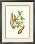 Buchoz Exotics Iv by Pierre-Joseph Redoute Limited Edition Pricing Art Print