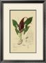 Aroid Plant Iv by A. Descubes Limited Edition Print