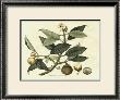 Delicate Botanical I by Samuel Curtis Limited Edition Print
