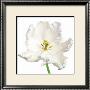 Tulipa White Parrot by Peter Arnold Limited Edition Print