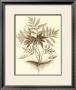 Sepia Munting Foliage Iv by Abraham Munting Limited Edition Print