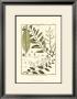 Fern Classification Iii by Denis Diderot Limited Edition Pricing Art Print