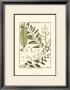 Fern Classification Iii by Denis Diderot Limited Edition Pricing Art Print