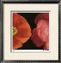 Dual Poppy Right by Pip Bloomfield Limited Edition Pricing Art Print