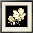 Midnight Magnolias I by Dussurgey Limited Edition Print