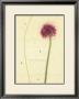 Allium by Kidney Limited Edition Print