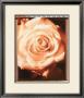 Beautiful Flower Ii by Gerard Van Hal Limited Edition Print