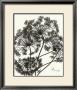 Delicate Twigs I by Franz Heigl Limited Edition Print