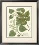 Weinmann Greenery Iii by Johann Wilhelm Weinmann Limited Edition Print