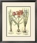 Bulb Garden Iv by Basilius Besler Limited Edition Pricing Art Print