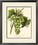 Grapes I by Bessa Limited Edition Print