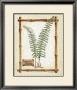 Christmas Fern by Susan Clickner Limited Edition Print