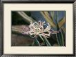 Pink Cluster Amaryllis, Manjushaka by Ryuji Adachi Limited Edition Print