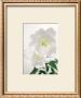 Lily by Ziggy Cramer Limited Edition Print