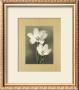 Tulipani by Andrea Trivelli Limited Edition Print