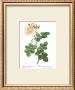 Rose, Damascena Aurora by Pierre-Joseph Redoute Limited Edition Pricing Art Print