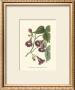 Blossoming Vine V by Sydenham Teast Edwards Limited Edition Print