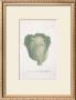 Cabbages by Johann Wilhelm Weinmann Limited Edition Pricing Art Print