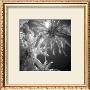 Palm Trees Ii by Jean-Francois Dupuis Limited Edition Pricing Art Print