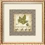 Feuille De Figue by Veronique Didier-Laurent Limited Edition Print