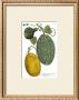 Antique Melons Ii by Weimann Limited Edition Print