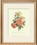 Damask Rose by John Edwards Limited Edition Pricing Art Print