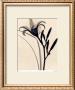 Daylily by Judith Mcmillan Limited Edition Print