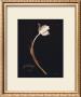Tulip by Natasha D'schommer Limited Edition Pricing Art Print