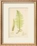 Nature Printed Ferns by Henry Bradbury Limited Edition Pricing Art Print