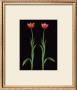 Two Tulip Stems by Harold Feinstein Limited Edition Print